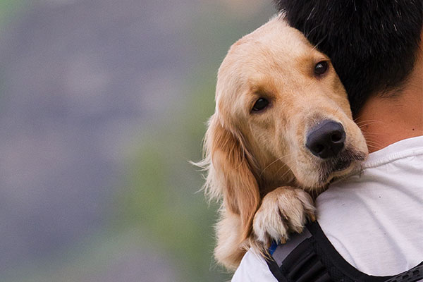 Break-up agony? It’s the doggie divorce that really hurts
